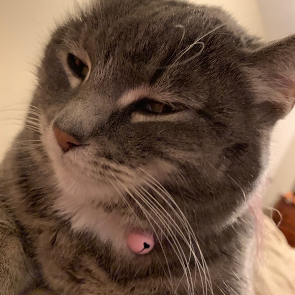 Meet your Posher, Samantha - Picture 6 of 8